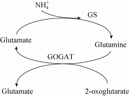 GS-GOGAT循環(huán)